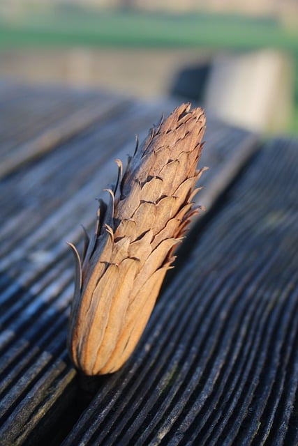 Free download cone tree seed pattern texture free picture to be edited with GIMP free online image editor