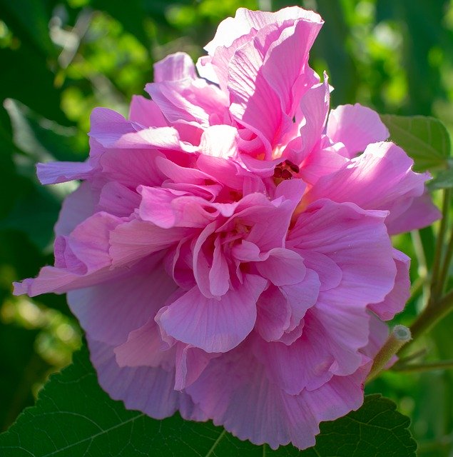 دانلود رایگان قالب عکس رایگان Confederate Rose Pink برای ویرایش با ویرایشگر تصویر آنلاین GIMP