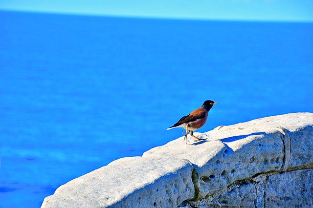 Muat turun percuma Confident Bird Fearless - foto atau gambar percuma untuk diedit dengan editor imej dalam talian GIMP