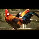 Con ga trong  screen for extension Chrome web store in OffiDocs Chromium