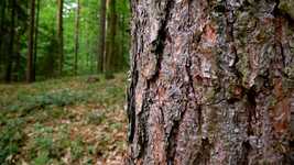 Free download Conifer Bark Forest -  free video to be edited with OpenShot online video editor