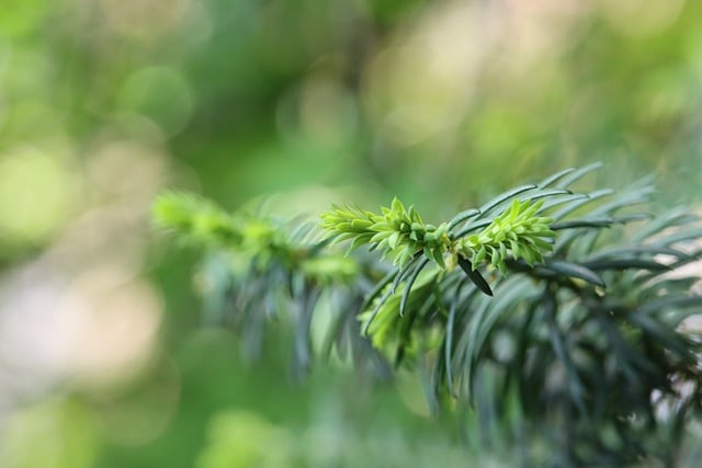 Free download conifer branches shoots spring free picture to be edited with GIMP free online image editor