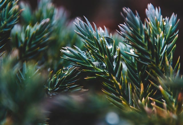 Free download conifer branch plant nature free picture to be edited with GIMP free online image editor