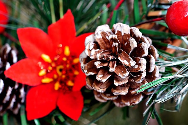 Téléchargement gratuit d'une image gratuite de décoration de Noël de conifères nature à modifier avec l'éditeur d'images en ligne gratuit GIMP