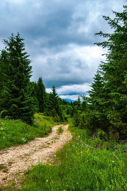 Muat turun percuma laluan pokok kayu hutan konifer gambar percuma untuk diedit dengan editor imej dalam talian percuma GIMP