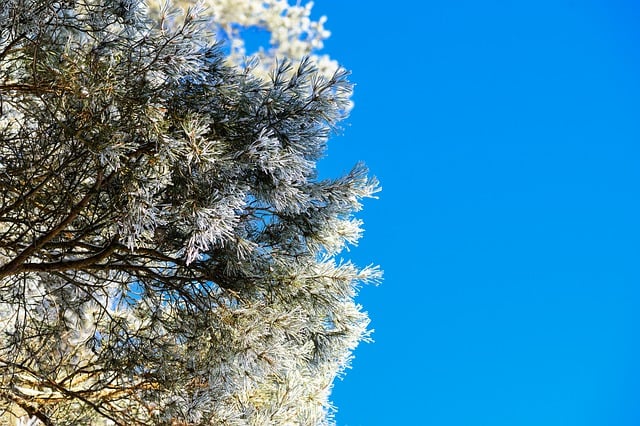 Free download conifer frost icy frozen cold free picture to be edited with GIMP free online image editor