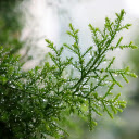 Coniferous branches  screen for extension Chrome web store in OffiDocs Chromium