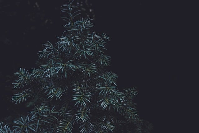 Free download coniferous coniferous tree free picture to be edited with GIMP free online image editor