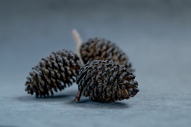 ดาวน์โหลดฟรี Coniferous Nature Forest - ภาพถ่ายหรือรูปภาพฟรีที่จะแก้ไขด้วยโปรแกรมแก้ไขรูปภาพออนไลน์ GIMP