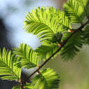 Coniferous tree branches  screen for extension Chrome web store in OffiDocs Chromium