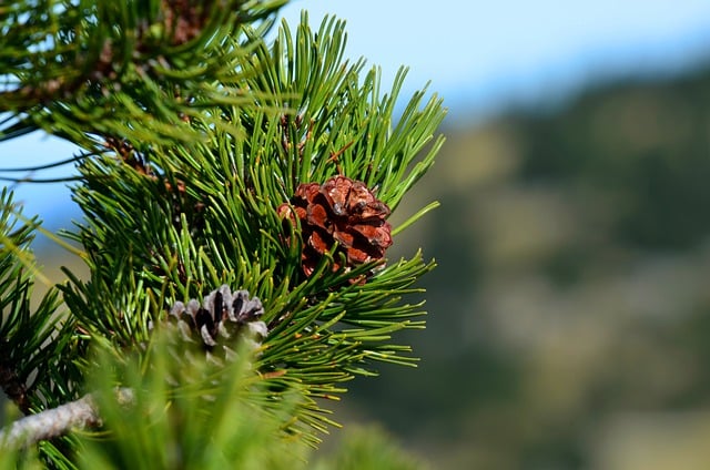 Free download conifer pine cones spruce mountain free picture to be edited with GIMP free online image editor