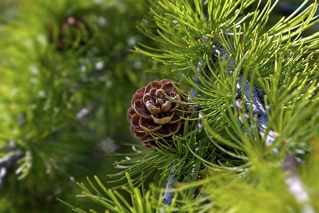 Free download conifers branch pine cone larch free picture to be edited with GIMP free online image editor