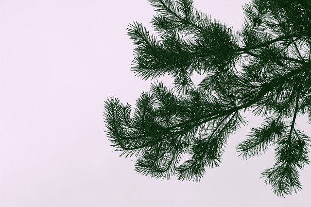 Unduh gratis Conifers Conifer Wood - foto atau gambar gratis untuk diedit dengan editor gambar online GIMP