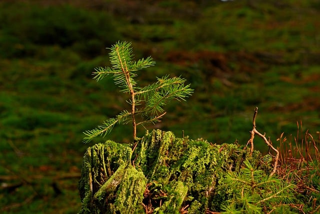 Unduh gratis gambar gratis hutan akar bibit konifer untuk diedit dengan editor gambar online gratis GIMP
