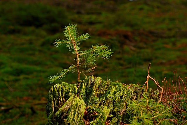 Téléchargement gratuit d'une image gratuite de forêt de racines de semis de conifères à modifier avec l'éditeur d'images en ligne gratuit GIMP