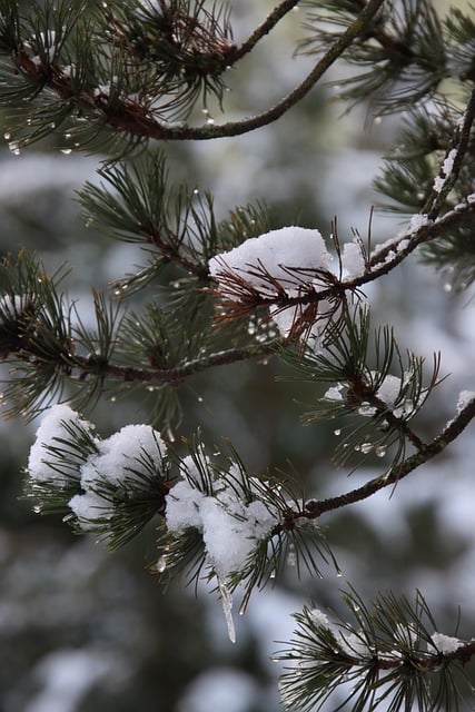 Free download conifer snow dew drops winter free picture to be edited with GIMP free online image editor