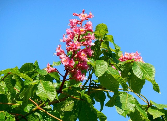 Téléchargement gratuit Conker Chestnut Aesculus - photo ou image gratuite à modifier avec l'éditeur d'images en ligne GIMP