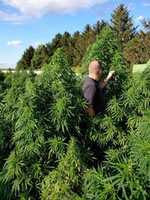 Free download Connect With The Best Hemp Insurance Company Hempsurance free photo or picture to be edited with GIMP online image editor