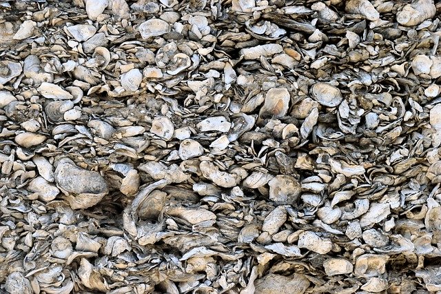 Free download Conquina Shells Backdrop -  free photo or picture to be edited with GIMP online image editor