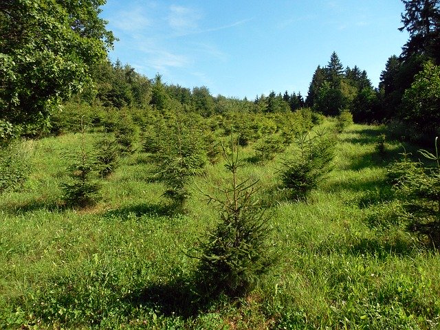무료 다운로드 Conservation Pine Trees - GIMP 무료 온라인 이미지 편집기로 편집할 수 있는 무료 그림