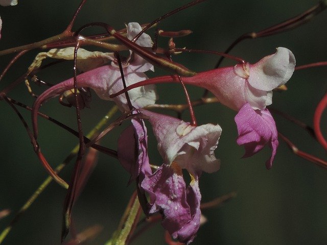 Téléchargement gratuit de Consolida Regalis Bloom - photo ou image gratuite à éditer avec l'éditeur d'images en ligne GIMP