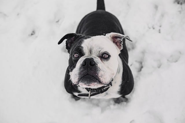 Free download continental bulldog bulldog dog pet free picture to be edited with GIMP free online image editor