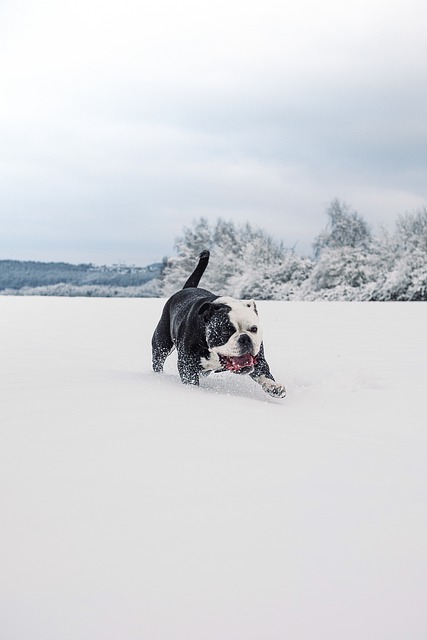 Free download continental bulldog bulldog pet dog free picture to be edited with GIMP free online image editor