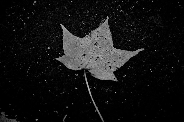 Muat turun percuma Contrast Nature Autumn - foto atau gambar percuma untuk diedit dengan editor imej dalam talian GIMP