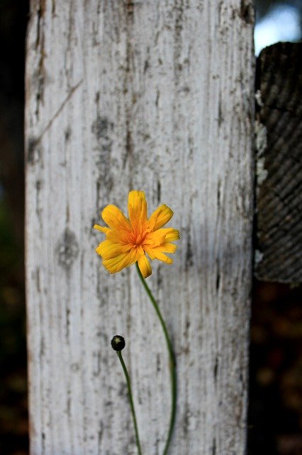 Free download Contrast White Yellow -  free photo or picture to be edited with GIMP online image editor