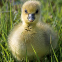 Con vịt con  screen for extension Chrome web store in OffiDocs Chromium