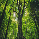 Cool Green Forest At Movie2k  screen for extension Chrome web store in OffiDocs Chromium