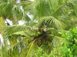 Free download cool star free photo or picture to be edited with GIMP online image editor