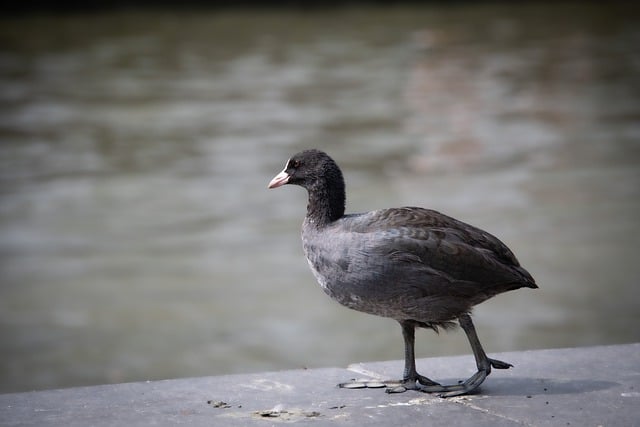 Descarga gratuita focha pájaro animal fulica atra imagen gratis para editar con GIMP editor de imágenes en línea gratuito