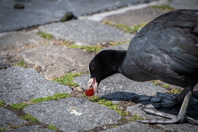 Free download coot bird eating bird fulica atra free picture to be edited with GIMP free online image editor
