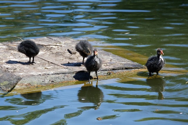 Free download coot chicks coots chicks fluff free picture to be edited with GIMP free online image editor