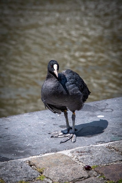 Free download coot eurasian coot bird free picture to be edited with GIMP free online image editor