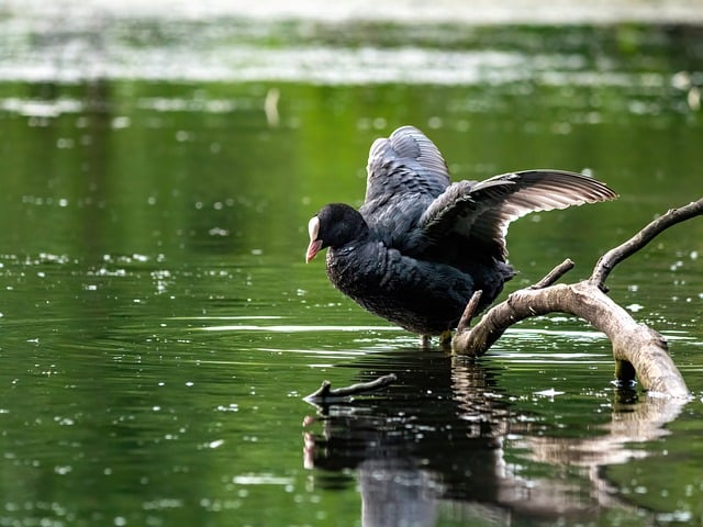 Free download coot nature water water bird lake free picture to be edited with GIMP free online image editor