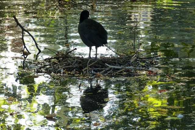 Free download Coot Pond Bird -  free photo or picture to be edited with GIMP online image editor