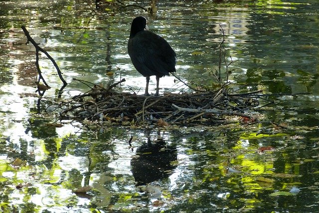 Téléchargement gratuit de Coot Pond Bird - photo ou image gratuite à éditer avec l'éditeur d'images en ligne GIMP