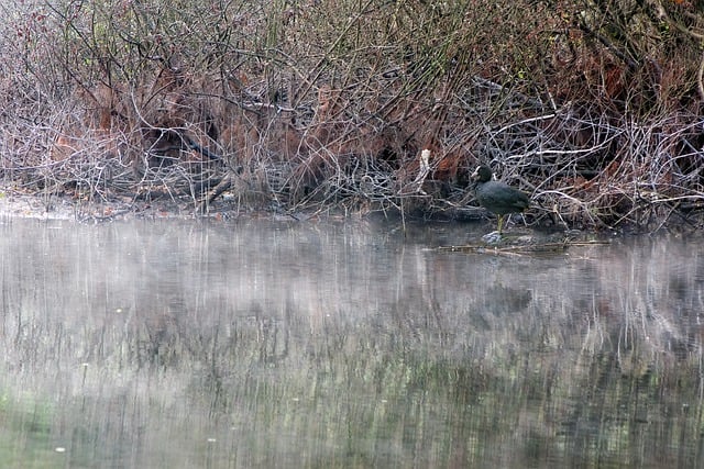 Free download coot water bird laid winter pond free picture to be edited with GIMP free online image editor