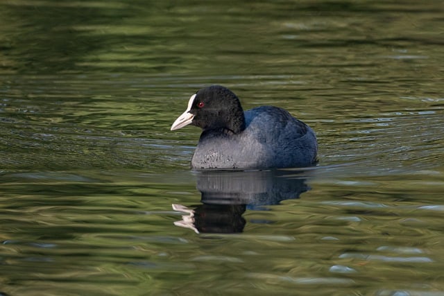 Free download coot water bird pond nature duck free picture to be edited with GIMP free online image editor