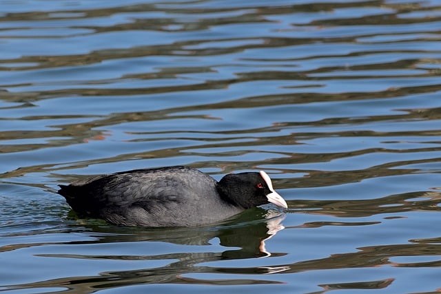 Free download coot water bird winter swim lake free picture to be edited with GIMP free online image editor