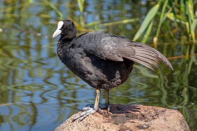 Free download Coot Waterfowl Bird -  free photo or picture to be edited with GIMP online image editor