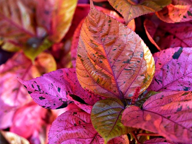 Free download copper leaves flora plant nature free picture to be edited with GIMP free online image editor