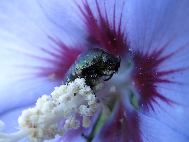 Free download Copper Rose Beetle Common -  free photo or picture to be edited with GIMP online image editor