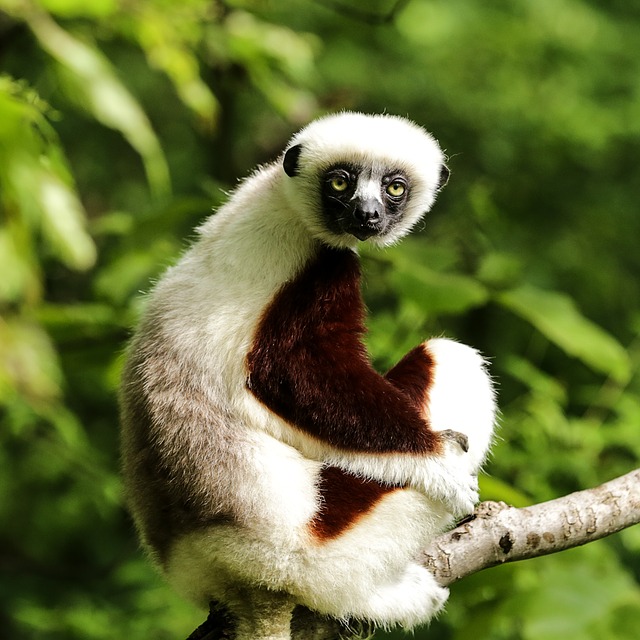 Free download coquerel s sifaka free picture to be edited with GIMP free online image editor