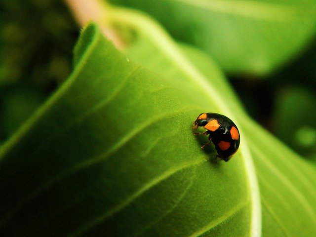 Download grátis Coquito Ladybug Beetle - foto grátis ou imagem para ser editada com o editor de imagens online GIMP