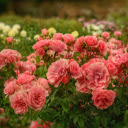 Corail Gelé Rose Garden: A Symphony of Elegance and Grace  screen for extension Chrome web store in OffiDocs Chromium