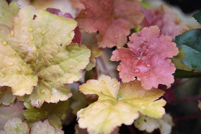 Muat turun percuma Coralbell Leaf Rain - foto atau gambar percuma untuk diedit dengan editor imej dalam talian GIMP
