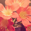 Coral Blooms  screen for extension Chrome web store in OffiDocs Chromium